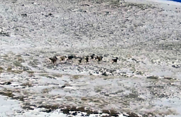 �� ���������� �������� ������ �������