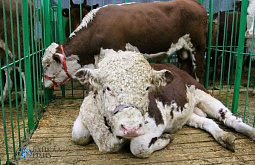 � ������� ����� ����������� �������� ����� � ������� 