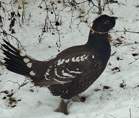 � ���������� ����������� ����������� ��������� �������