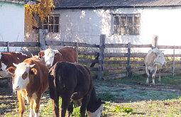 ������� ��������� � ���� ������� ������ �� �������������