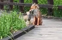 Лиса с лисёнком гуляли по дорожкам в нацпарке в Бурятии