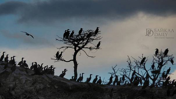 ����������� ��� �������: ����� ������� ��������� ��������� � ���������� ������ � ��������