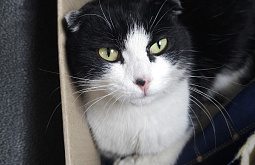 � ����-��� ������������� ������������ ���� ������