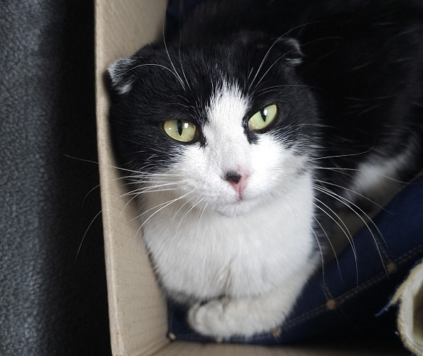 � ����-��� ������������� ������������ ���� ������