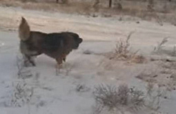 Свора собак держит в страхе школьников на севере Бурятии 