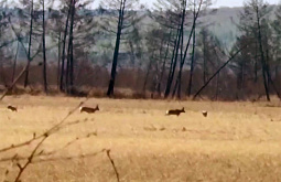 � ������� �������� ��� ����� ������� ������������ ���������