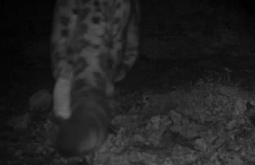 � ������� � ������������ ����� ������ ������� ���� (�����) 