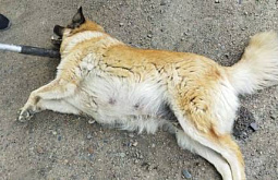 В Улан-Удэ живущая у подъезда собака напала на трёх человек 