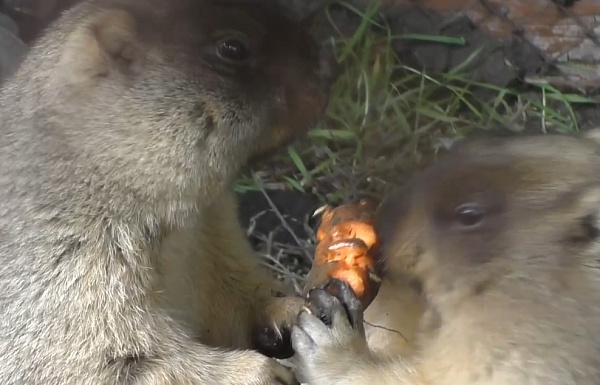 В Иркутске сняли забавное видео с сурками, которые борются за морковку