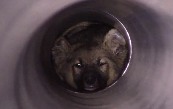 � ����-��� �� ����� ����� �������� ����� (�����)