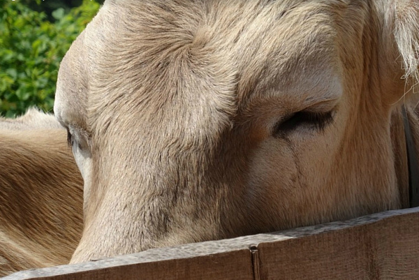 � ������� �������� �������� ������ �����