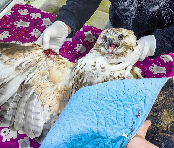 � �������� ���������� ����������