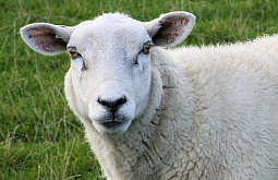 ������ ������� ����� ���� 