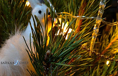 ����-������� ��������� ����� ���������� ���� �� ����������� 