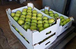 � ����-��� ���������� ������� ����������� �������