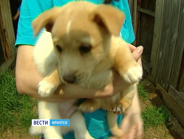 ������� ����� ��� ���������: �SOS! 700 �������� ����� ������� �� ���� ���� � �������!�