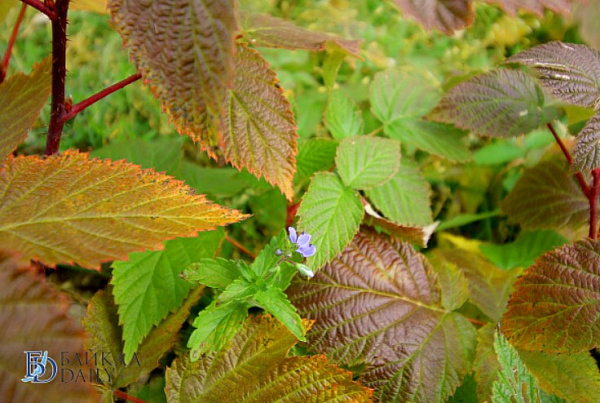 ������ ����� � ������� ����� ��������� 