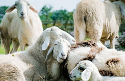 ��������� ���� ����������� �� ���������