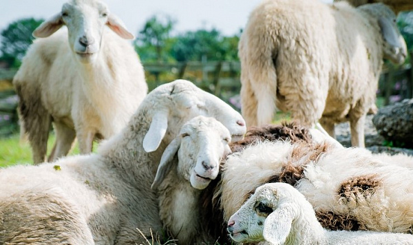 ��������� ���� ����������� �� ���������