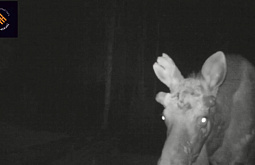 � �������� ������� �������� ����������� ����