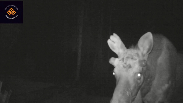 � �������� ������� �������� ����������� ����