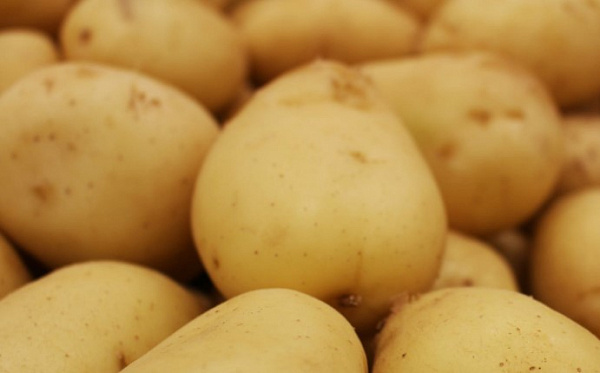 В Бурятии сложилась острая нехватка картофелехранилищ 