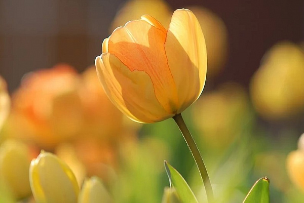 К 8 марта в Иркутске вырастили более 60 тысяч цветов 