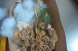 В Бурятию из Таиланда привезли замиокулькас