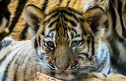 � ��������������� ����� � ����-��� ����� �������� ������� 