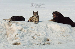 � ����������� ����-��� ������� ������ �� ����� ����� ��������� �� ������ 