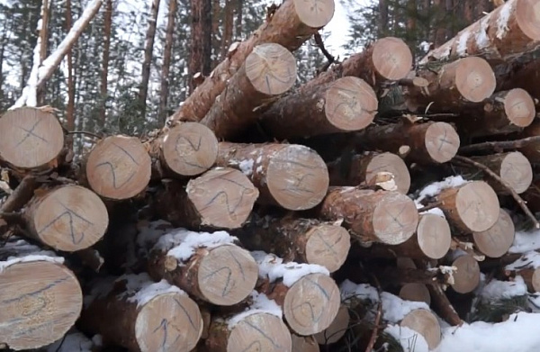 В Бурятии лесозаготовитель оплатил долг в 663 тысячи, чтобы избежать судимости