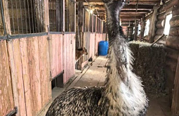 � ��������� ������� ������ ������ ������� ������ ��-�� ������