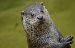 ����� �������� �������� �������� ������ ���� 