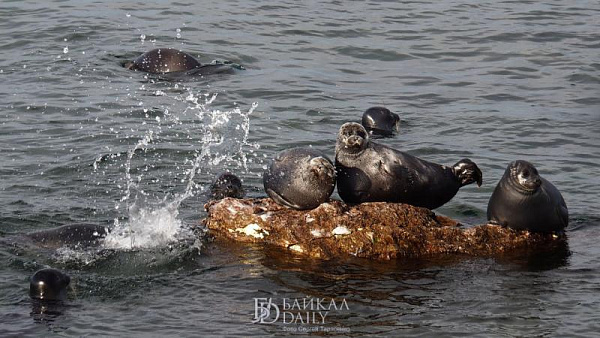На Байкале начали считать нерп