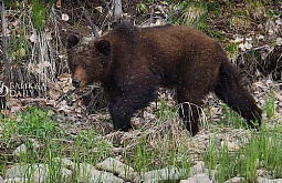 В Бурятии регулируют численность медведей