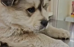 � ����-��� ����� � ����� ������ ������� ����� �����