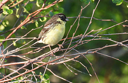 � �������� ���������� ����������������� ����������� ����������