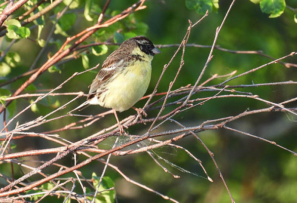 � �������� ���������� ����������������� ����������� ����������