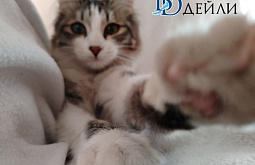 ������� ������� ������������ �� ������������� ������� ����� 