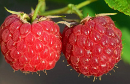 � ������� �������� ������������ ���� ������, ��������� � ��������