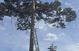 ����-������ ������� ����� �� ��������