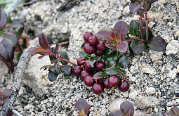 � ���������� ������� ������, ��� ����� ������� ��������� ������ 