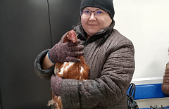 В Забайкалье провели пластическую операцию курице