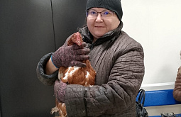 В Забайкалье провели пластическую операцию курице