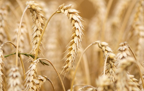 Забайкалье будет поставлять пшеницу в Китай