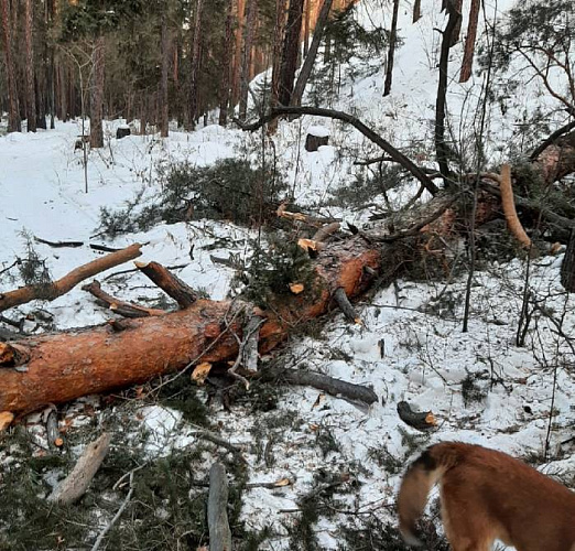 � ����-��� �������� ������� �� ������� �������� 