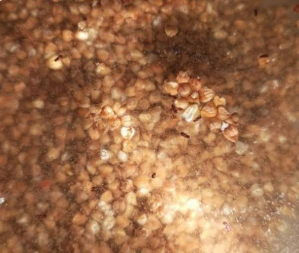 Улан-удэнка нашла жуков в гречке из супермаркета