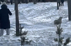 � ����-��� �������� ����� ������ �� ������� � ������� ������ �� �������