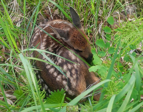 � ������� ������������� ����������� � ���� ������� ������