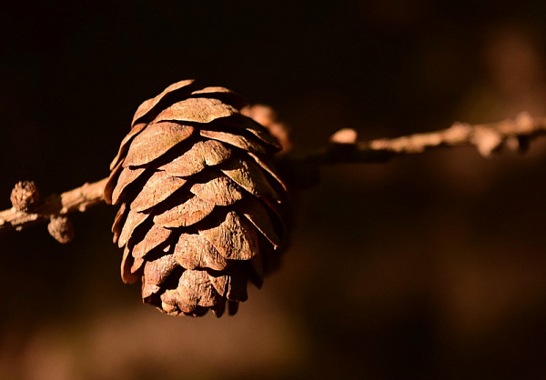 � ������� ��������� ���� ����������� �����